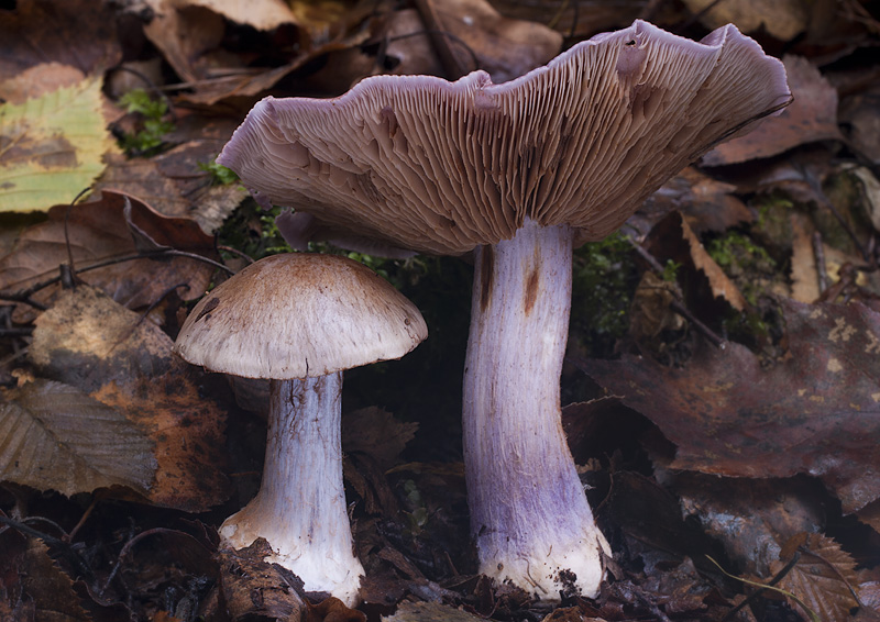 Cortinarius dionysae